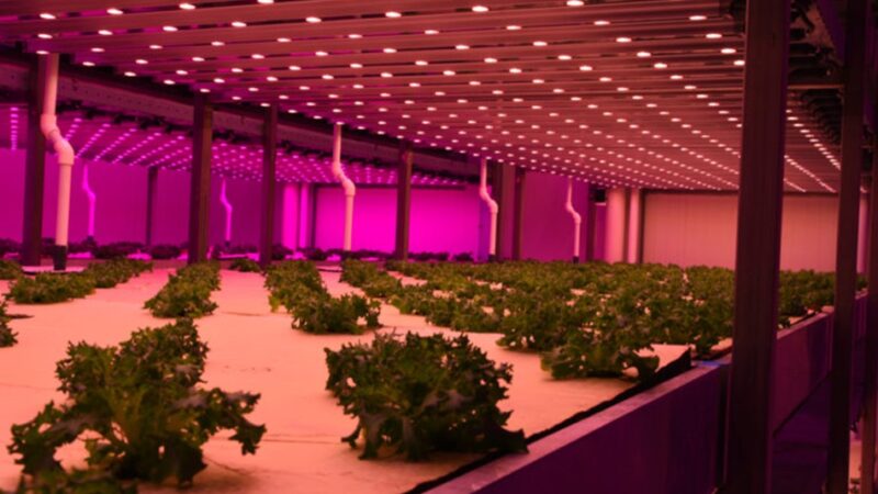 Energy-Efficient Gardening: Why LED Grow Lights are the Future