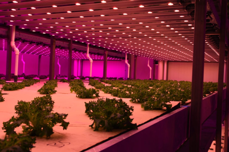 Energy-Efficient Gardening: Why LED Grow Lights are the Future