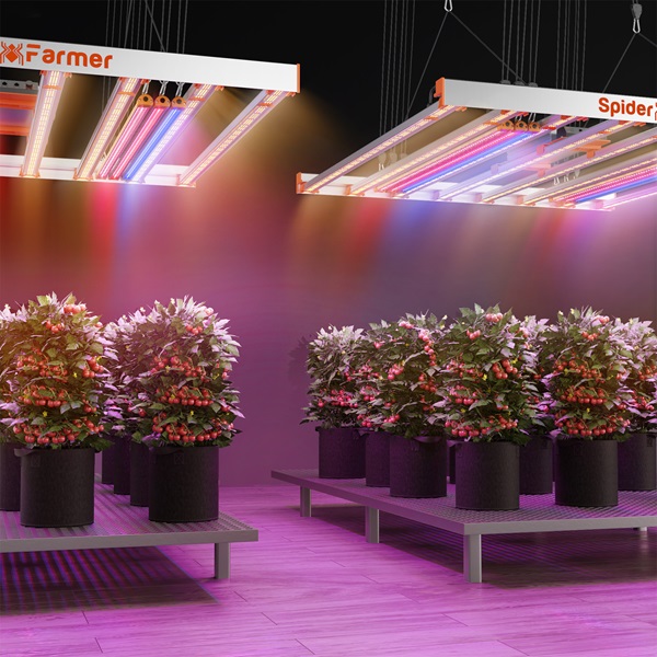 Types of plants and veggies grows under grow lights